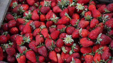 El Mercado Bonaerense Fijo La Plata actualizó ofertas en lácteos, carnes, frutas y más