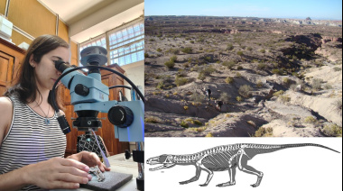 Identificaron a una nueva especie de reptil prehistórico y en honor al CONICET la bautizaron "Telkaralura coniceti"