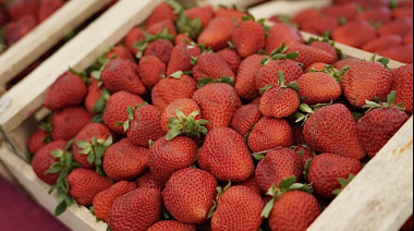 Llega la primera Fiesta de la Frutilla al playón de Meridiano V de La Plata