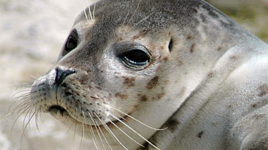 Apareció nadando un lobo marino en Vicente López que podría estar en estado de shock