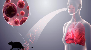 La Plata registró la mayor cantidad de casos de hantavirus en 2025