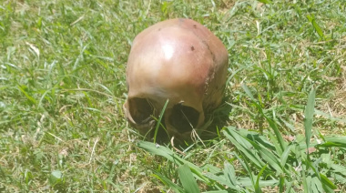 Una familia de La Plata encontró un cráneo humano en el patio de su vivienda