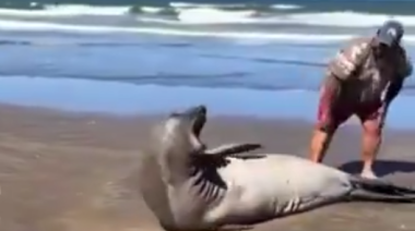 En la La Lucila del Mar se armó un escándalo porque un hombre acarició a un elefante marino