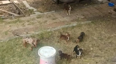 Desbaraton un criadero clandestino de animales que operaba en La Plata