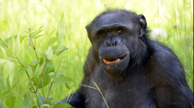 Murió Tomy, el chimpancé macho de 49 años que vivía en el Bioparque La Plata