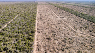 Greenpeace denunció que aumentó un 40% la pérdida de bosques en el norte, y teme ante una nueva Ley de Bosques