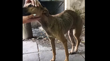 La Plata: le retiraron la tenencia de una perra a su dueño tras constatar un cuadro de abandono extremo