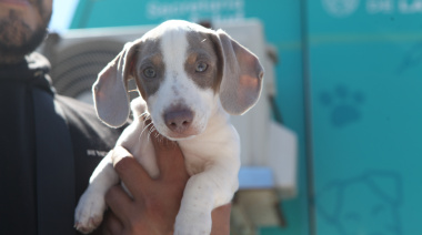 Realizarán jornadas gratuitas de castración y vacunación antirrábica en Abasto