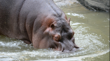 Murió Hipólito, el hipopótamo macho de casi 26 años que vivía en el Bioparque de La Plata