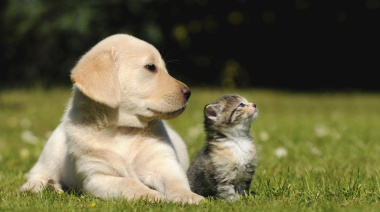 Realizarán nuevas jornadas veterinarias gratuitas en City Bell