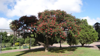 Especialistas trabajarán en el desarrollo de un plan integral del arbolado urbano en La Plata