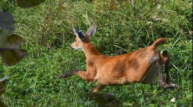 Gracias a la recuperación de su población, el ciervo de los pantanos dejó de ser una especie vulnerable en Argentina
