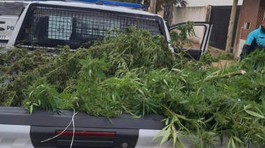 Una denuncia por violencia de género terminó con un detenido y la incautación de plantas de marihuana y tablets del Estado