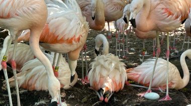 Nacieron 7 flamencos en el Bioparque La Plata