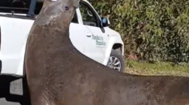 Sorpresa por la aparición de un elefante marino en el camino que va hacia la Isla Santiago