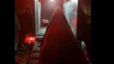 El elefante marino que fue visto en el camino a Isla Santiago fue liberado en una zona cercana al Mar Argentino