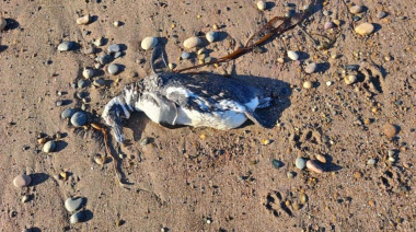 ¿Gripe aviar en la Patagonia?: hallaron decenas de pingüinos muertos en la costa
