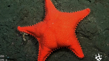 La UNLP será parte de una nueva campaña para explorar las costas del Mar Argentino