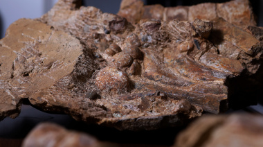 Patagonia prehistórica: el fósil que reescribe la historia del plesiosaurio Kawanectes