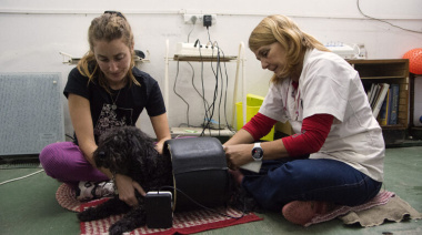 Investigadores de La Plata desarrollan un tratamiento para la artrosis canina