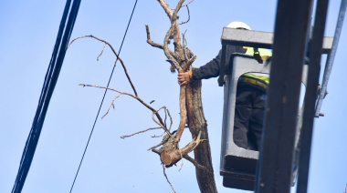 La Plata: corte de tránsito en calle 61 por mantenimiento del arbolado