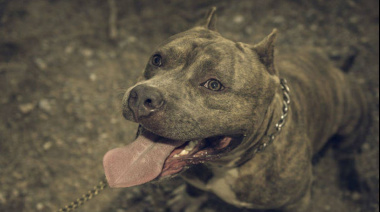 Denuncian que dos pitbull mataron a cuatro perros e hirieron vecinos en Villa Elisa