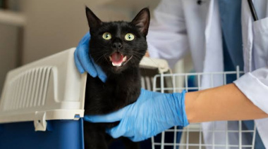 Detectaron un gato con rabia en el gran Buenos Aires y suenan las alarmas: qué hay que hacer