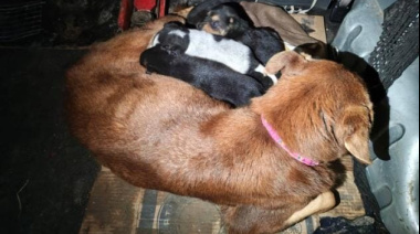 Salvaron a una perra y sus ocho cachorros atrapados en un desagüe