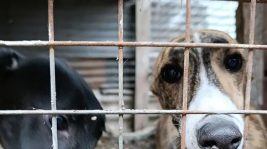 Rescatan a cinco galgos desnutridos durante un allanamiento en La Plata
