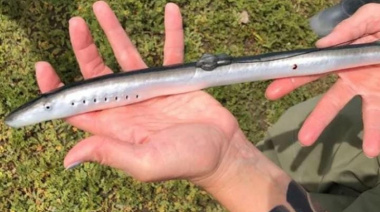 Un joven fue reconocido por científicos tras hallar una especie en el Río de la Plata