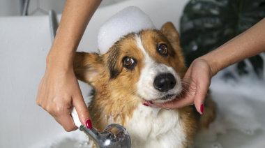 "Perrijos": la economía de las mascotas suma un nuevo negocio, seguros para perros y gatos