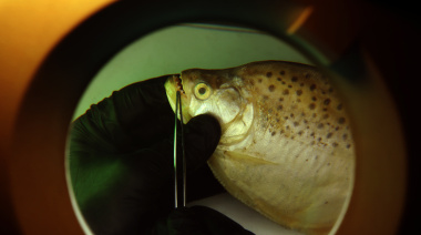 Qué nos dicen los peces sobre el futuro del Río de la Plata