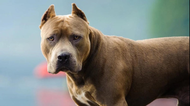 Otro ataque de pitbull en La Plata: la víctima debió ser asistida por personal del SAME