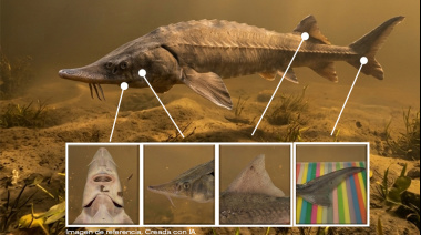 Un instituto del CONICET pide a pescadores conservar un pez prehistórico si lo encuentran