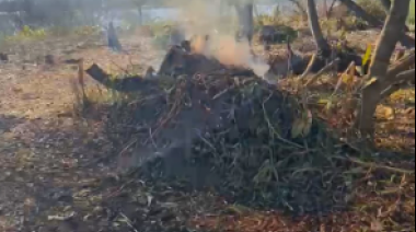 Denuncian deforestaciones en una zona de "importancia ambiental" de la Isla Santiago