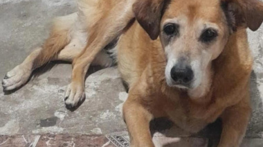 Atropellaron y abandonaron a una perrita en La Plata y buscan al responsable