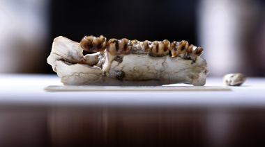 Una especie animal que vivió hace millones de años fue nombrada en homenaje a la UNLP