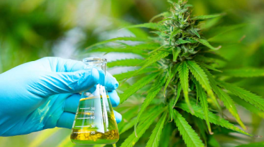 Cannabis y ciencia: el desarrollo de productos medicinales en la Patagonia