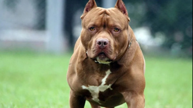 Un nene de 4 años murió tras ser atacado por un perro pitbull en una casa