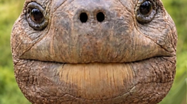 Confirmaron cuál es el animal más viejo del mundo: nació en 1832 y rompe todos los récords