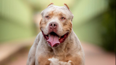 Otro ataque de pitbull en La Plata: heridas en piernas, brazos y la zona de las costillas
