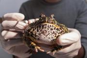 Un biólogo que investiga a los escuerzos, animales temidos y con mala fama, descubrió sus increíbles gritos secretos
