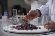 En La Plata elaboraron un ingrediente para la fabricación de un queso más sustentable