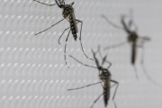 Continúan los trabajos de fumigación en La Plata para prevenir el dengue