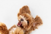 La Municipalidad de La Plata realizará una nueva jornada de vacunación y castración gratuita para perros y gatos en El Rincón