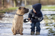La ciencia ya no duda: los perros reaccionan emocionalmente ante el estado de ánimo de las personas