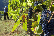 Cada vez falta menos para la 22° edición de la Fiesta del Vino de la Costa