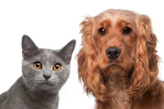 En Tolosa realizarán dos jornadas veterinarias gratuitas con vacunación y castración