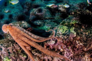 Los recortes de presupuesto a la ciencia ponen en riesgo a 63 áreas protegidas costero marinas de la Argentina