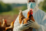 El SENASA confirmó el hallazgo de dos brotes de influenza aviar en la provincia de Buenos Aires